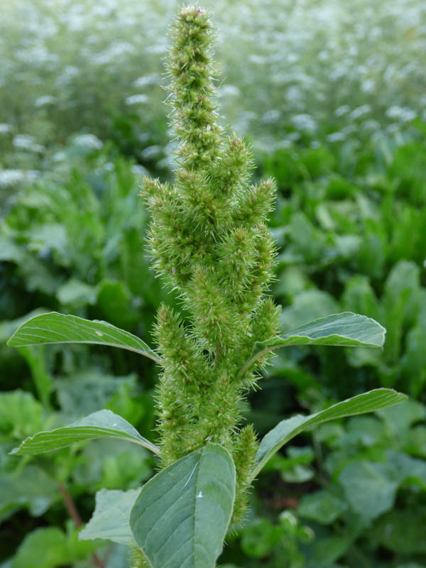 Amaranthus retroflexus